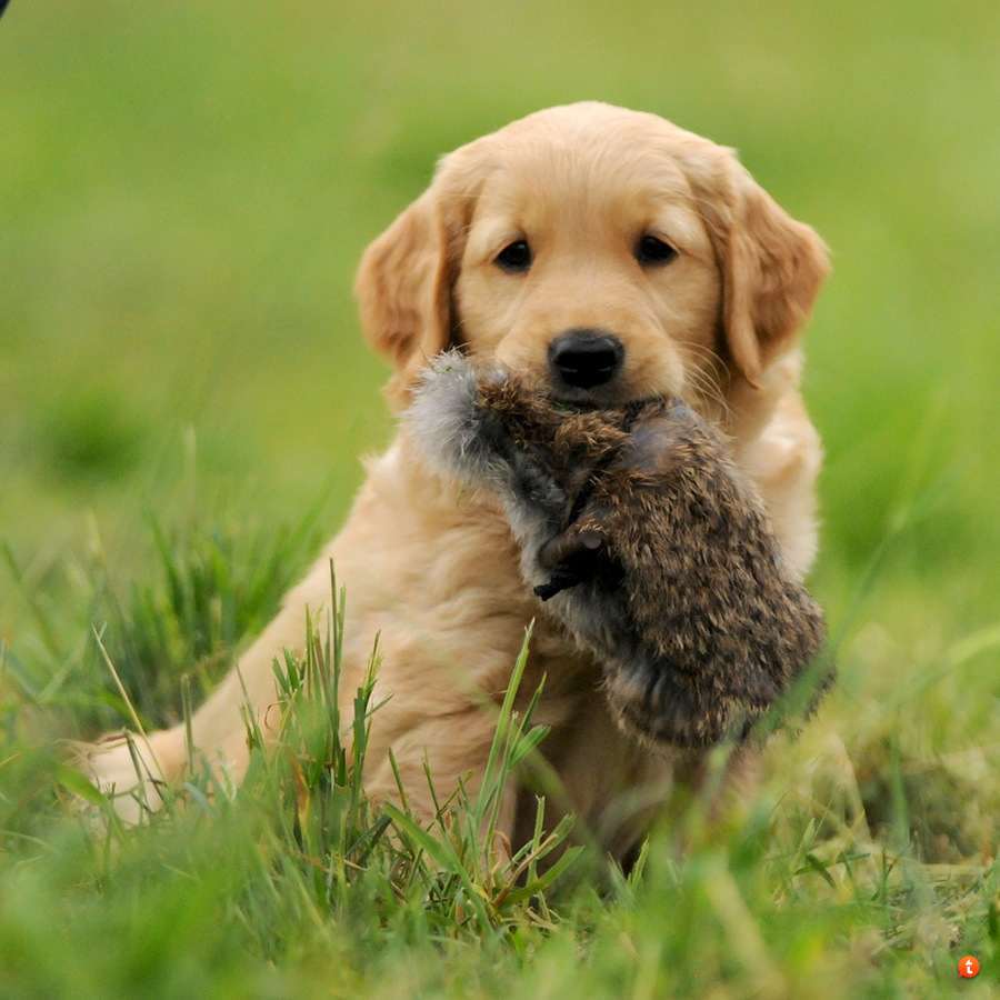 Dwarf Laurin of Mountain Forest Glade * 3.5.2014